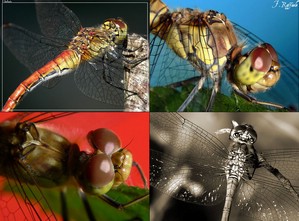 Dragonflies (Libellule: Vallone dell'Inferno)