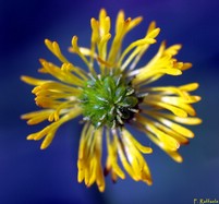 macro