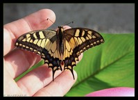 Macaone (Papilio machaon)