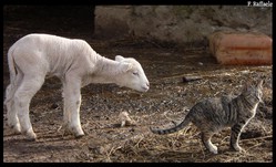 ovino e felino