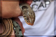 Biscia dal Collare (Natrix natrix)
