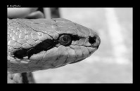 Cervone (Elaphe quatuorlineata)