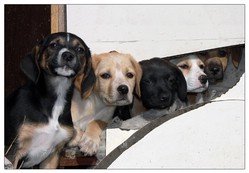 cuccioli