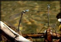 libellule
