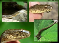 Natrix Tessellata
