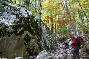 Un tratto della bellissima faggeta in Val Pagana