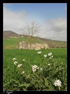 Rudere presso la masseria Ielardi  (sullo sfondo il Toppo di Santa Barbara)