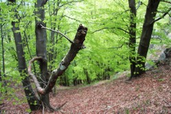 La Faggeta presso la lunga cresta delle Serre del Torrione