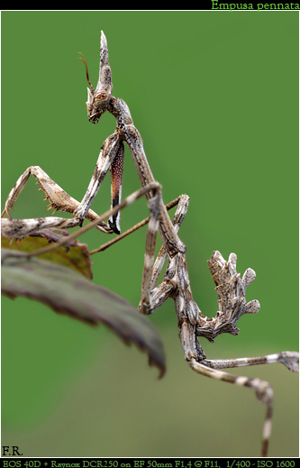 Empusa pennata