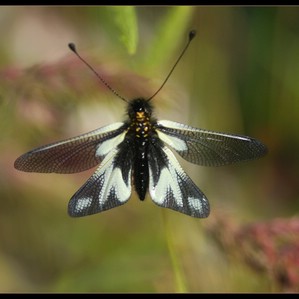 Libelloides coccajus