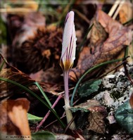 Crocus