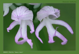 Orchis italica