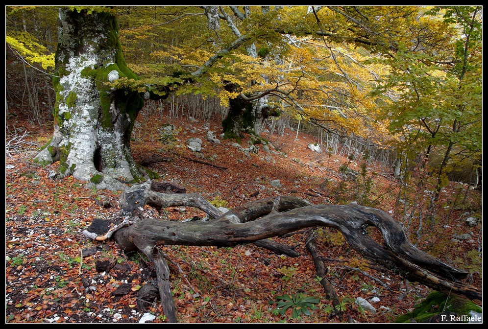 La bella faggeta nella Valle Iannanghera