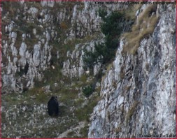 L'orso in fuga sulla parete occidentale del Mt. Boccanera