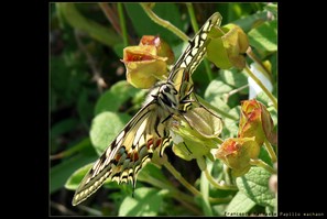 Papilio machaon