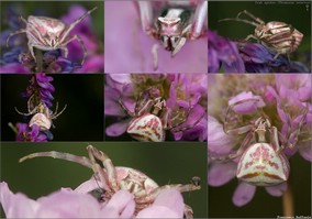 Thomisus onustus (femmina)