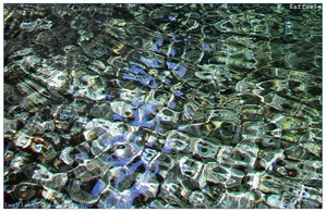 Polla d'acqua nell'inghiottitoio