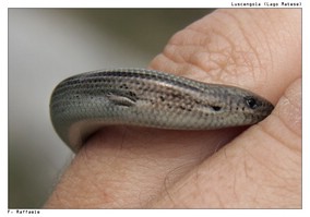 La luscengola, uno scincide serpentiforme: ecco uno dei suoi piccoli arti