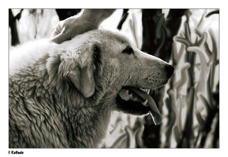 Man's best friend