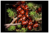 Coccinelle