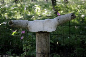 Bosco dei Pellegrini (dove avevamo parcheggiato le auto)