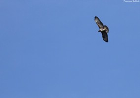 Poiana (Buteo buteo)