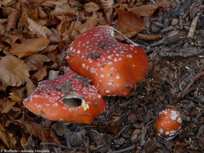 Amanita Muscaria