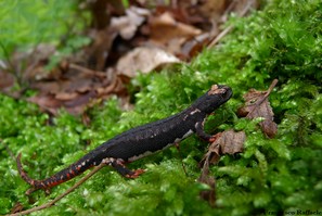 Salamandrina terdigitata (Salamandrina dagli Occhiali)