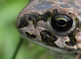 Bufo viridis