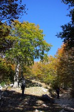 Colori della faggeta