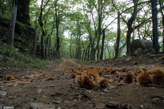 Arrivo nei castagneti...