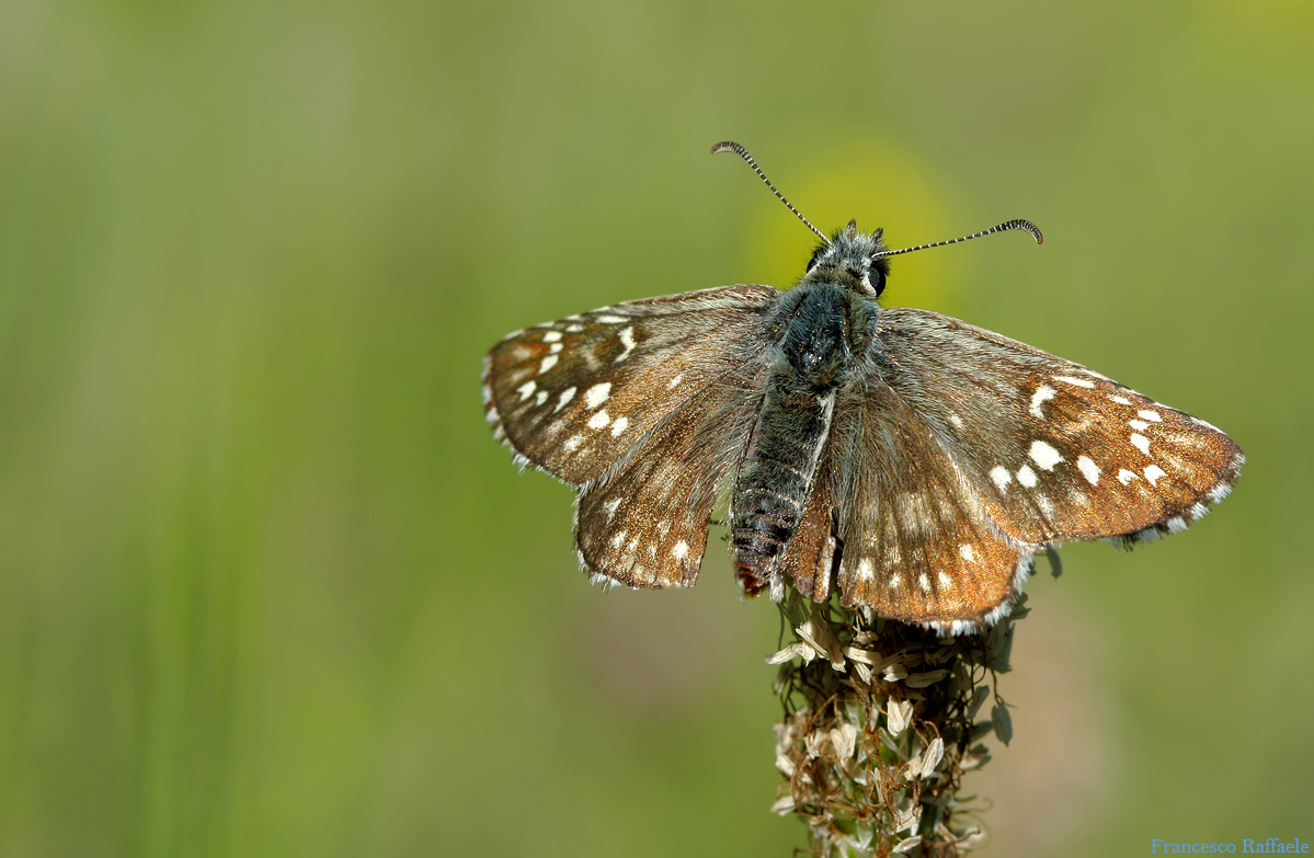 Pyrgus sp. (carthami??)
