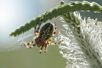 Araneus sp.