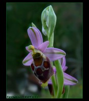 Ophrys fuciflora