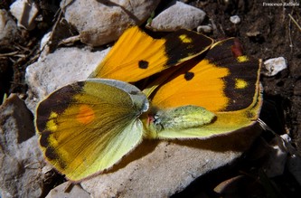 Pasto di un ragno