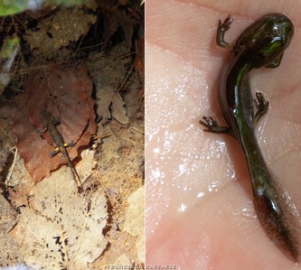 Girino e neometamorfosato di Salamandra s.