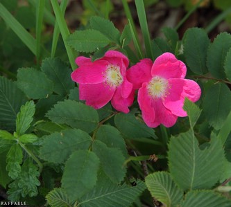 Rosa canina
