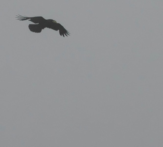 Corvo imperiale (Corvus corax)