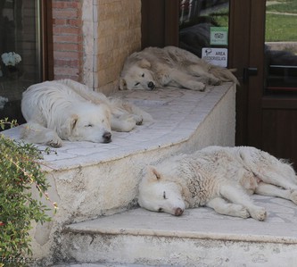 Pastori abruzzesi all'ombra di un hotel a Fonte Cerreto