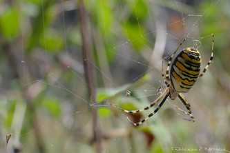 Argiope bruennichi f. (Ragno vespa)
