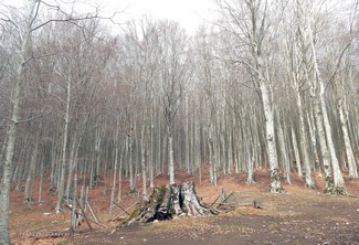 Quel che resta del faggio monumentale di Campolaspierto, caduto 2 inverni fa