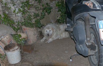 Ultima foto al cagnone di S. Maria del Castello (R.I.P.)